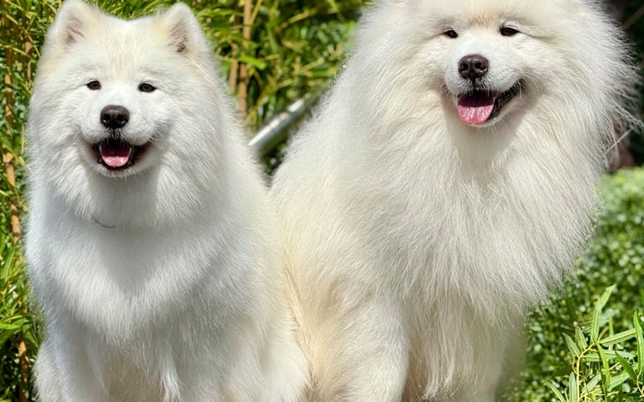 Samoyed