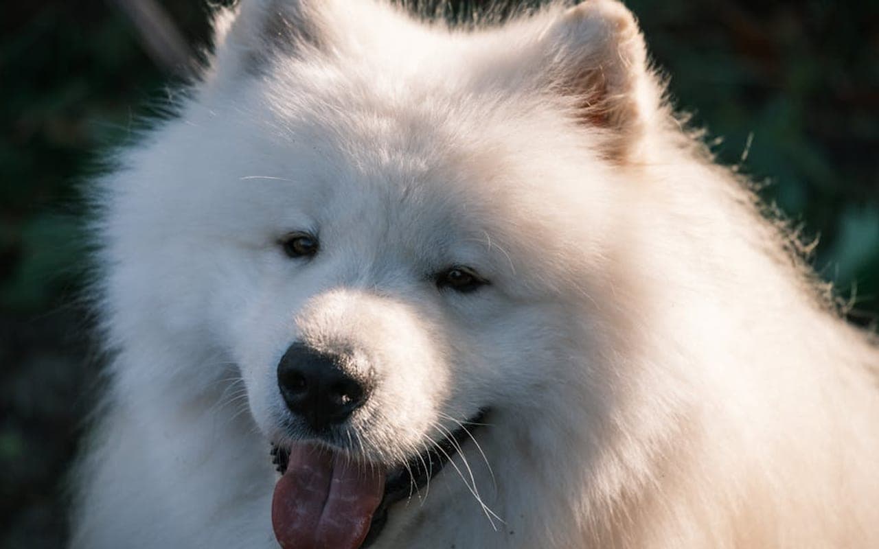 Samoyed — gallery 2