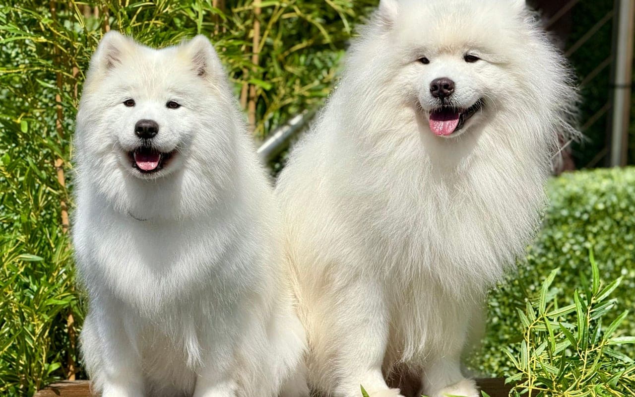 Samoyed — photo by Joolsmagools ®️ (Pexels)