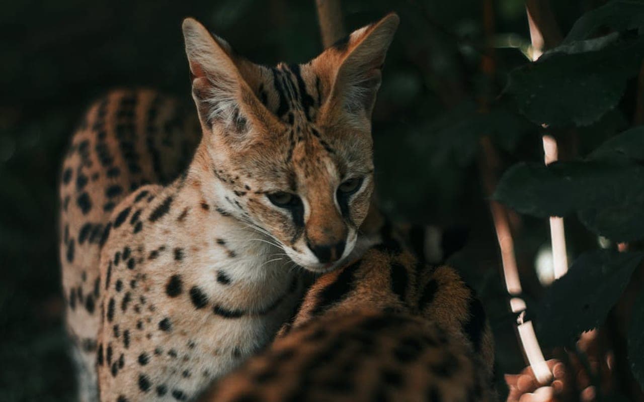 Savannah cat breed portrait