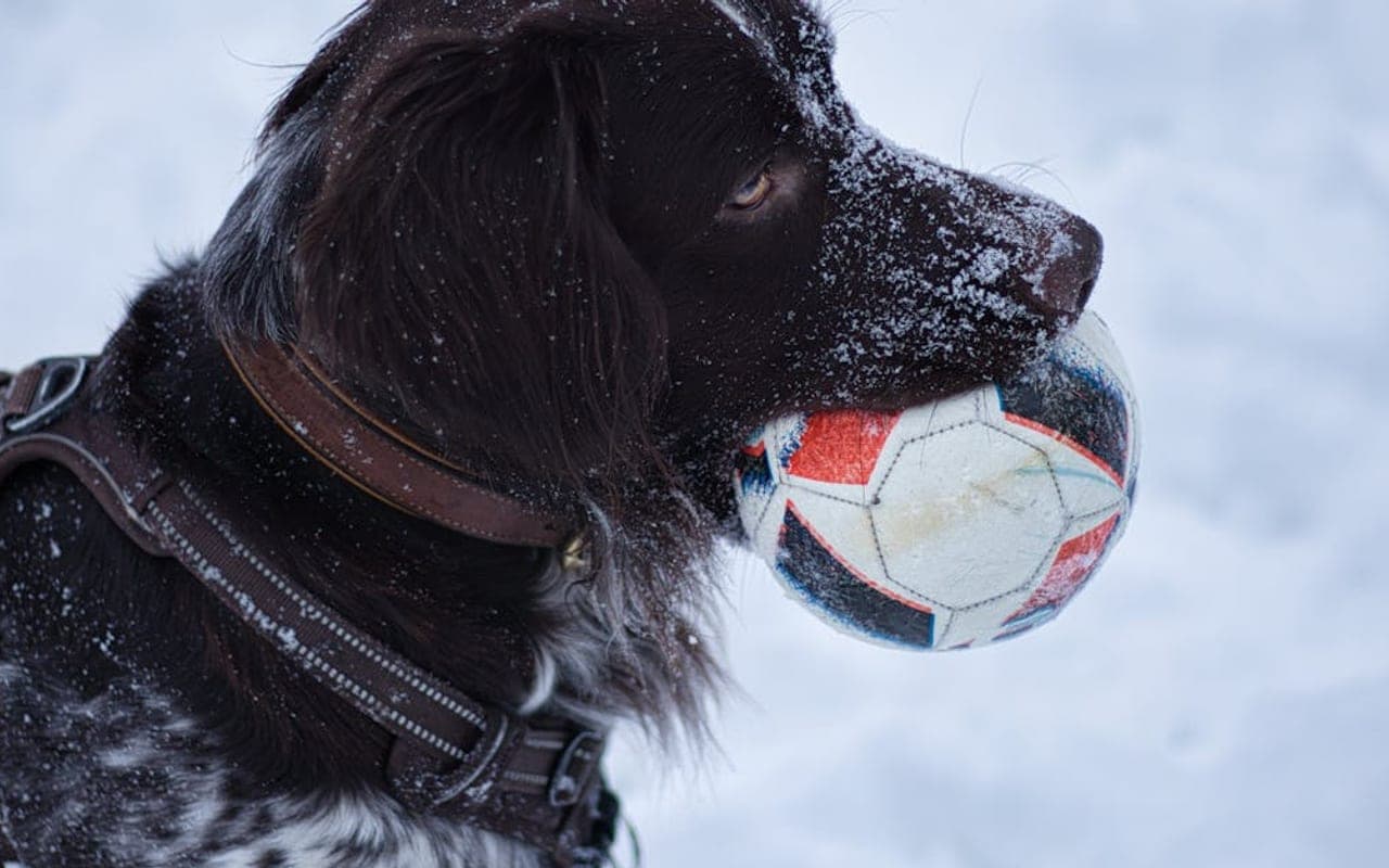Schapendoes dog breed portrait