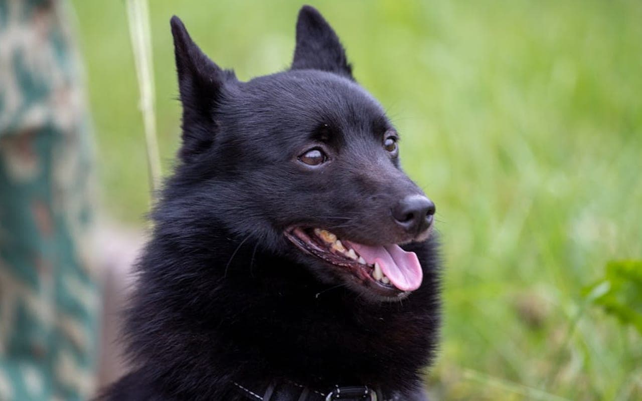 Schipperke dog breed portrait