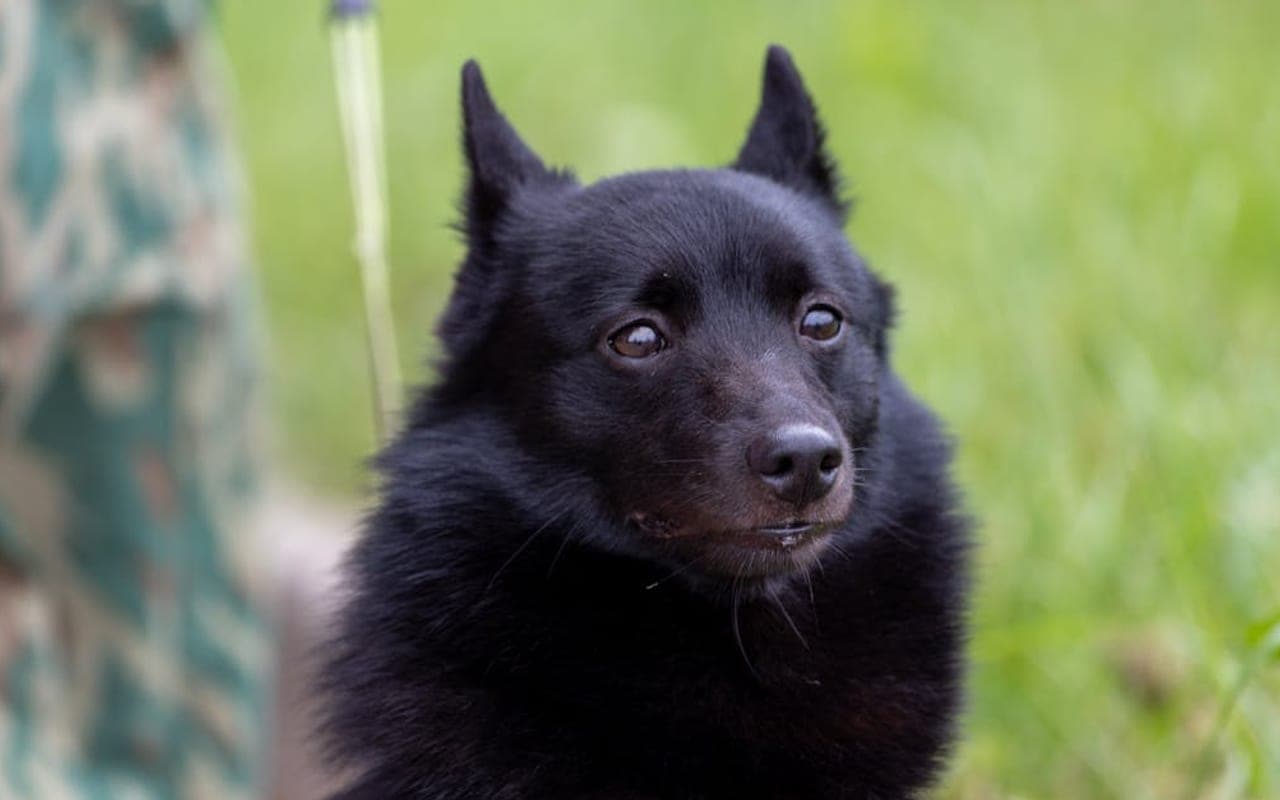 Schipperke — gallery 2