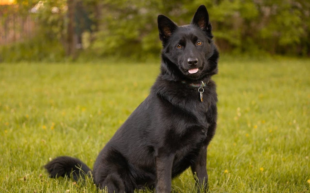 Schipperke — gallery 3
