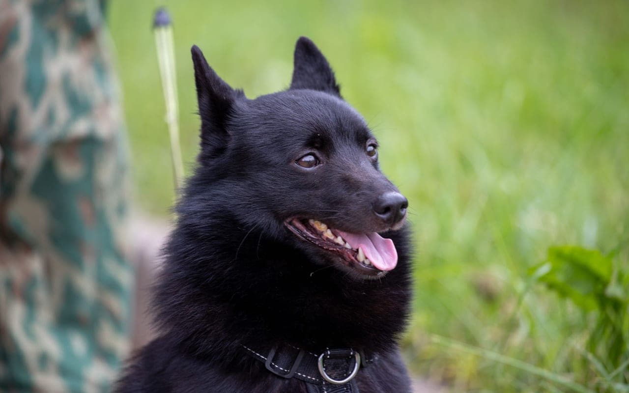 Schipperke — photo by Михаил Крамор (Pexels)