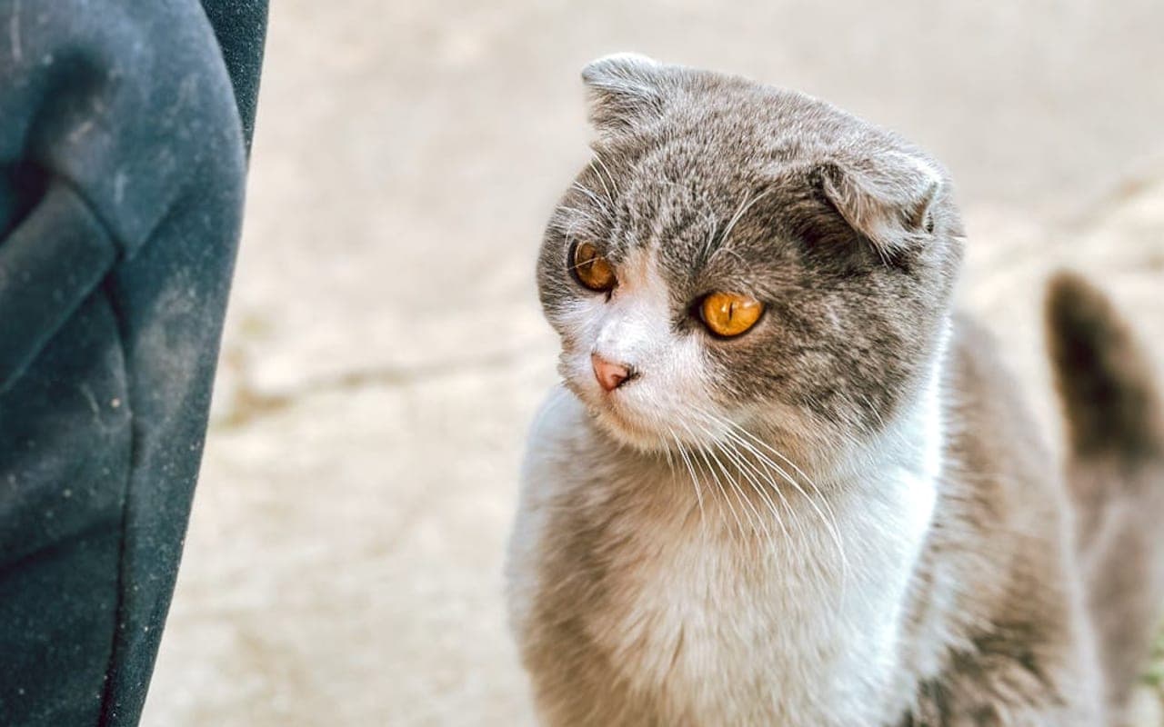 Scottish Fold — gallery 2