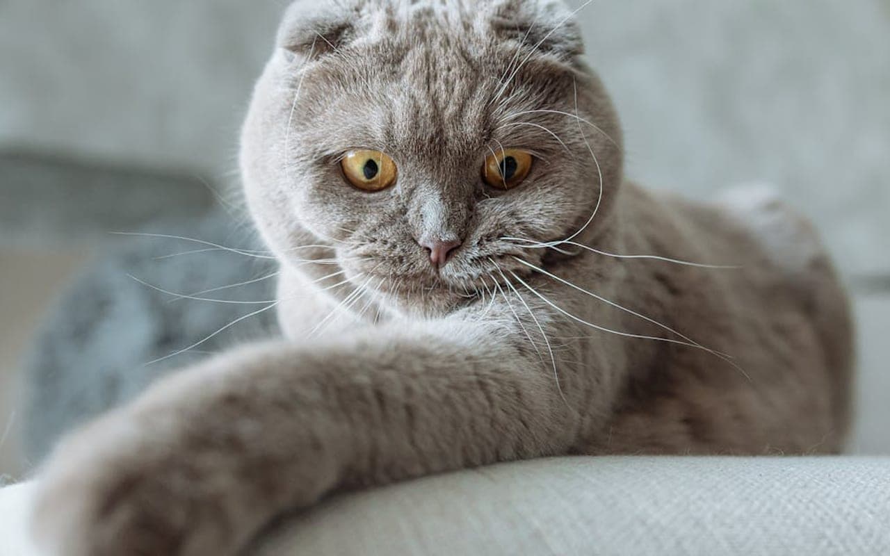 Scottish Fold — gallery 3