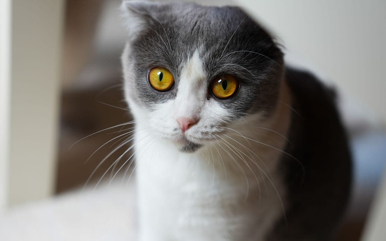 Scottish Fold — photo by ALPEREN GÜMÜŞSOY (Pexels)