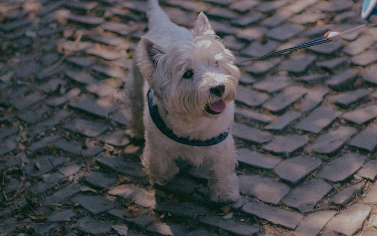Scottish Terrier — gallery 2
