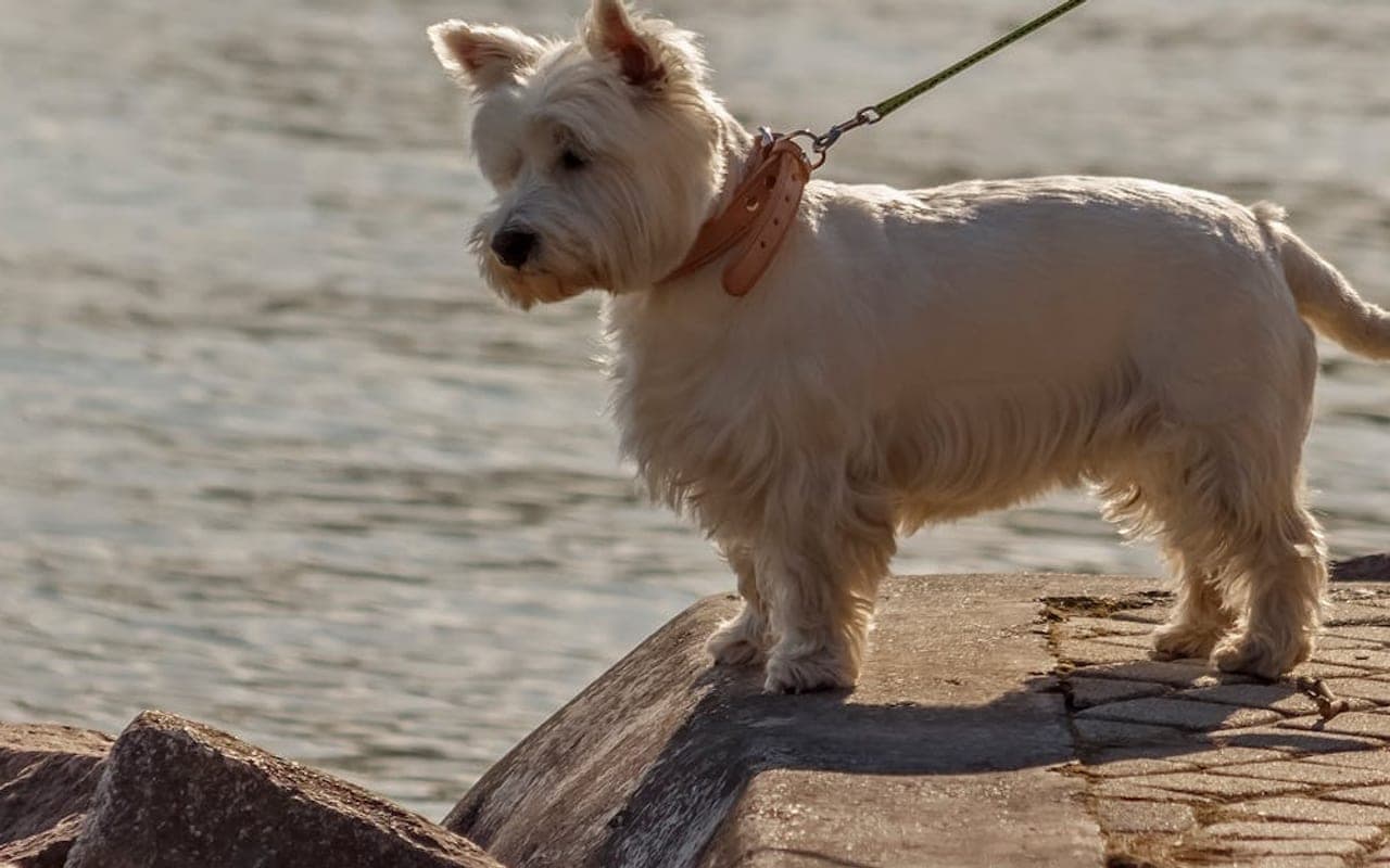Scottish Terrier — gallery 3