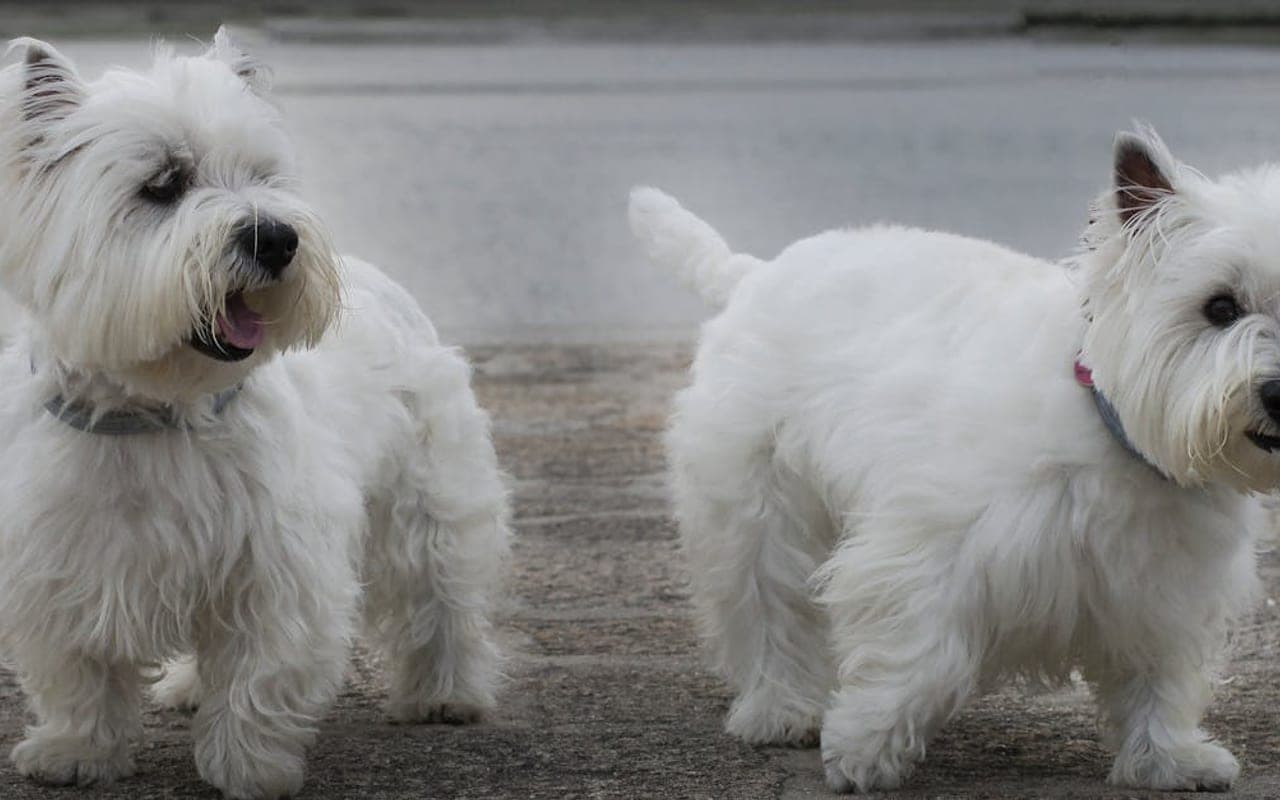 Sealyham Terrier