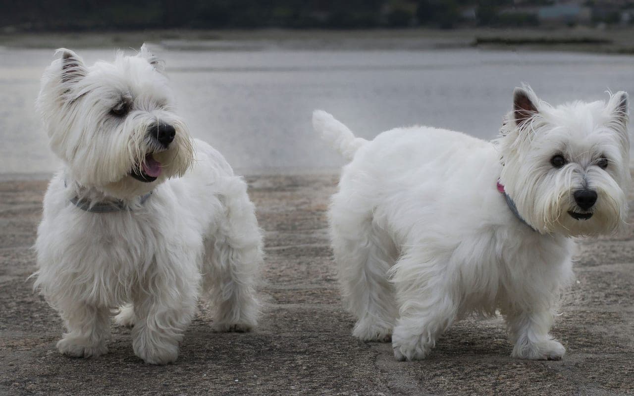 Sealyham Terrier — photo by Roberto Garrido (Pexels)