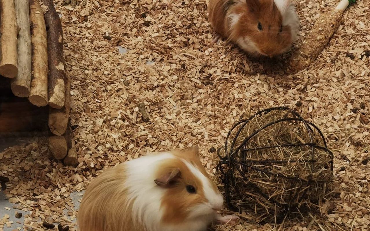 Abyssinian Guinea Pig guinea pig breed