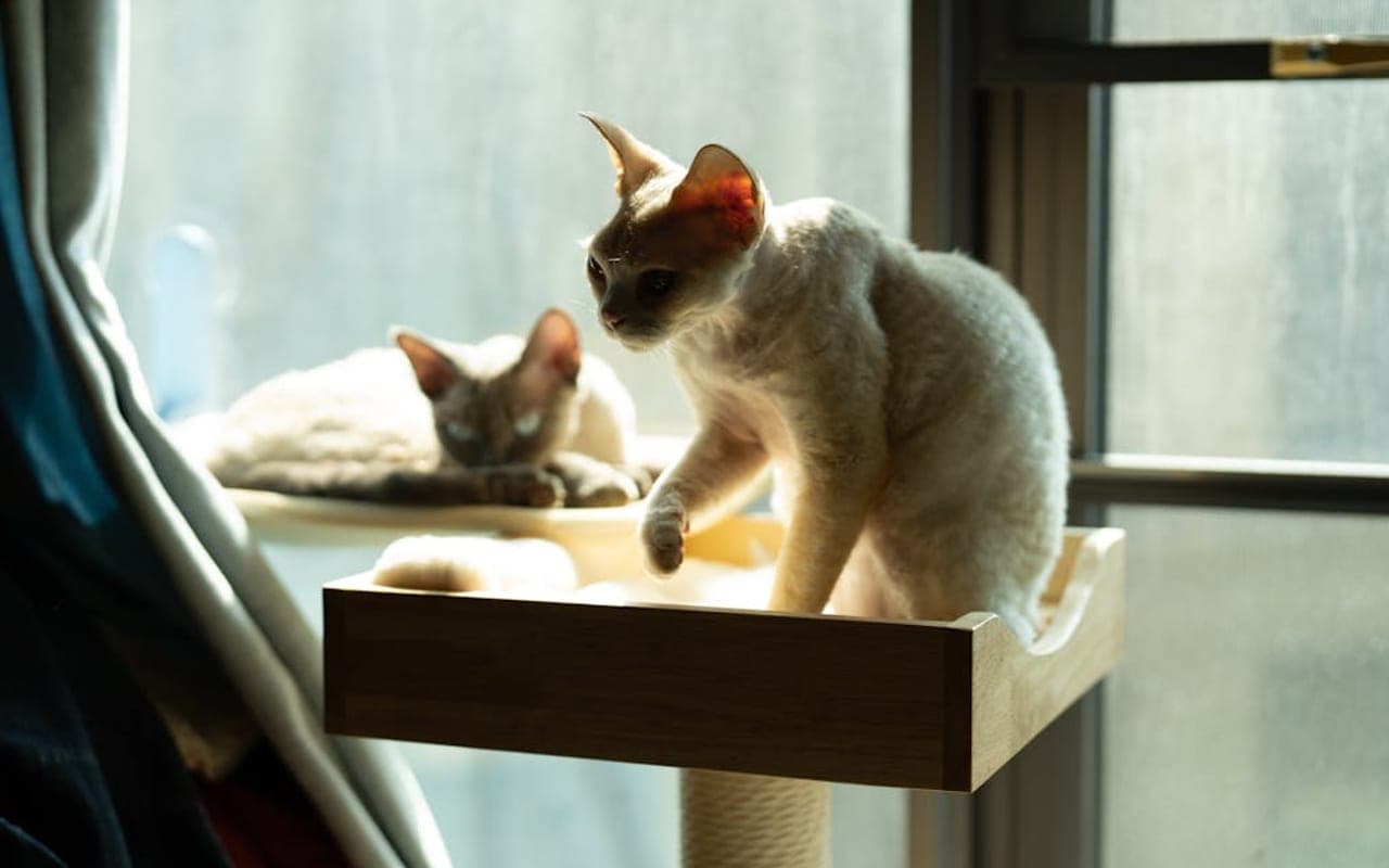 Selkirk Rex cat breed