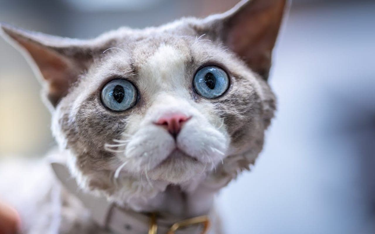 Selkirk Rex — gallery 3