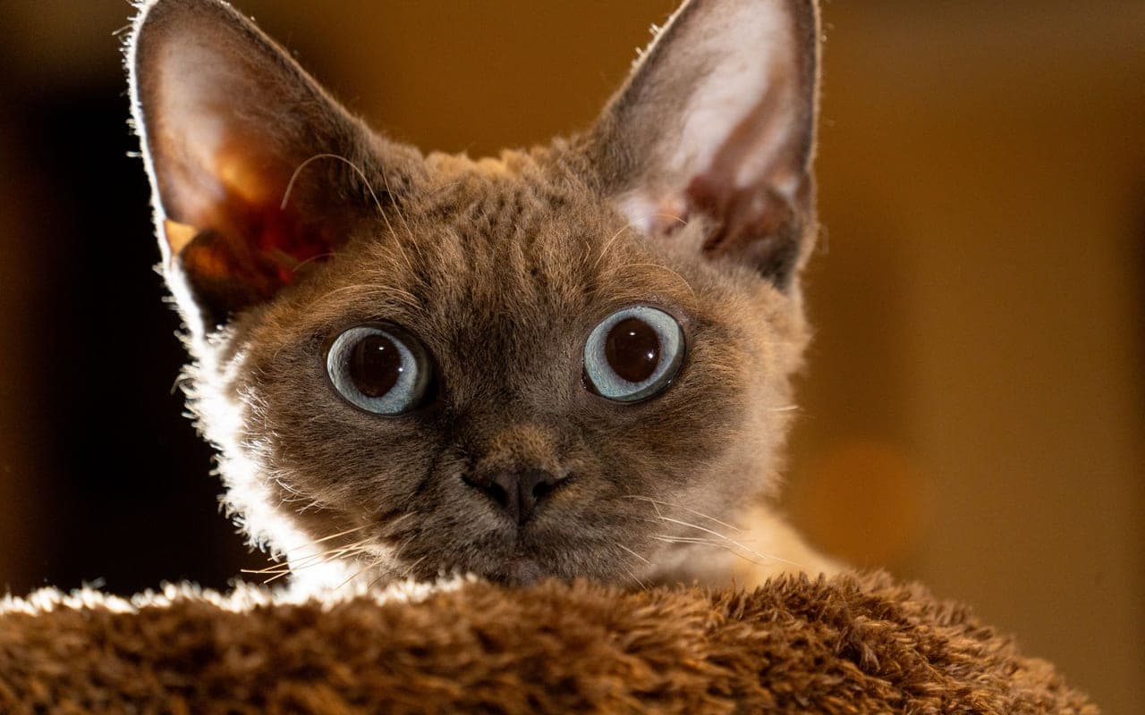 Selkirk Rex — photo by Chen EdisoN (Pexels)