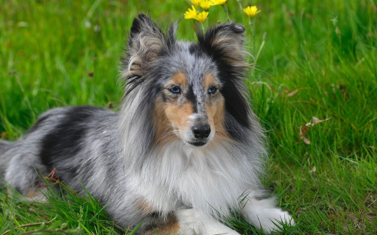 Shetland Sheepdog dog breed