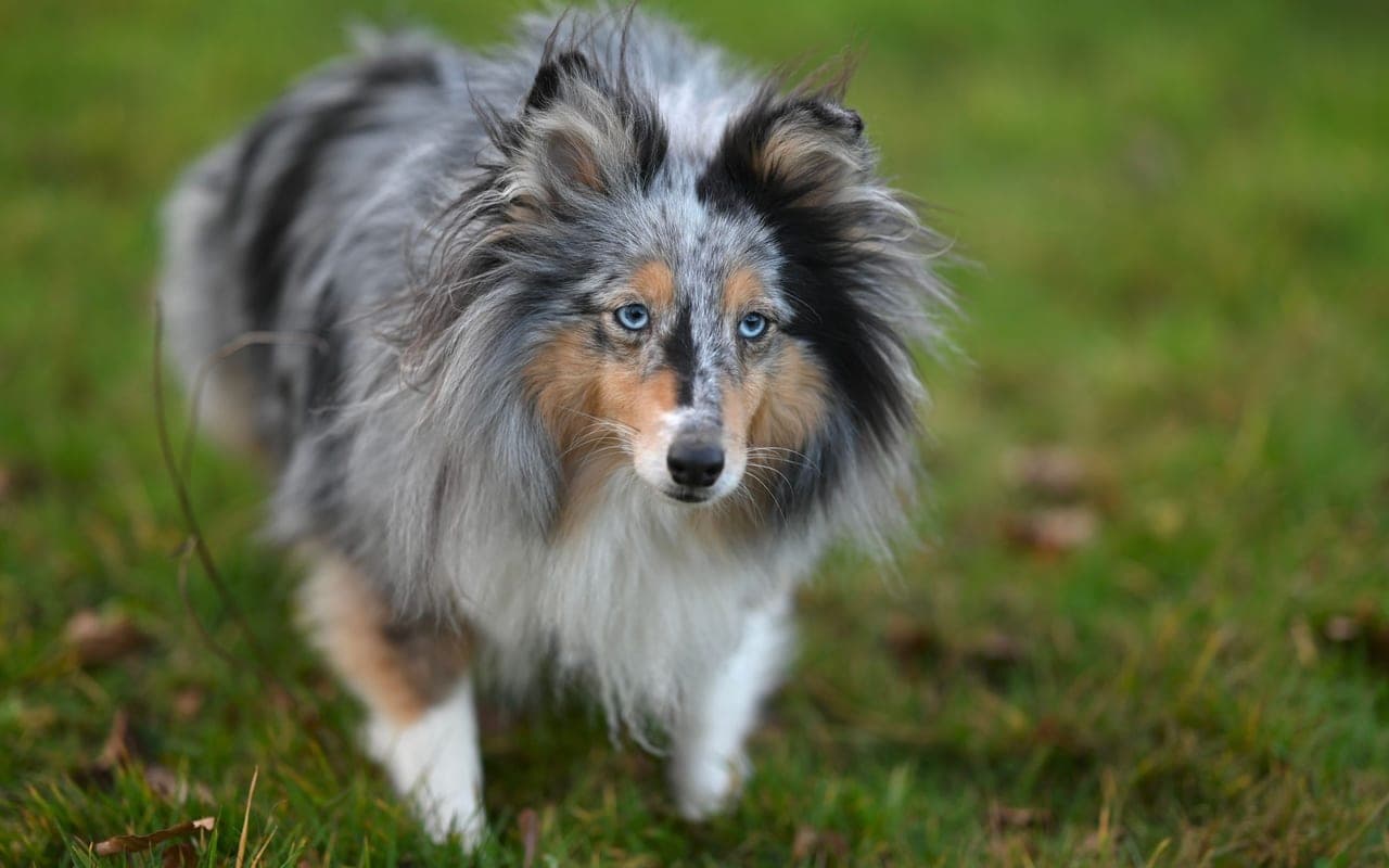 Shetland Sheepdog — photo by JacLou- DL (Pexels)