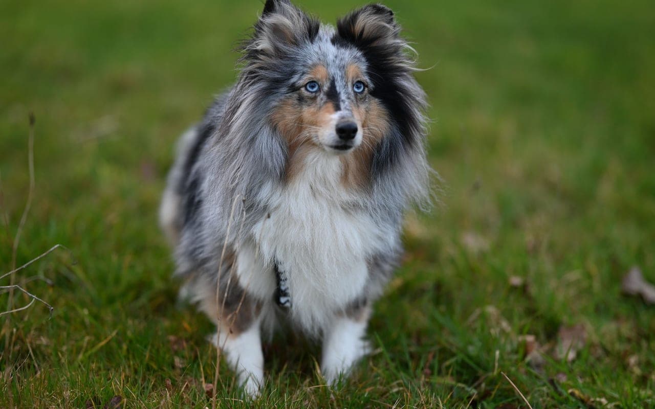Shetland Sheepdog — photo by JacLou- DL (Pexels)