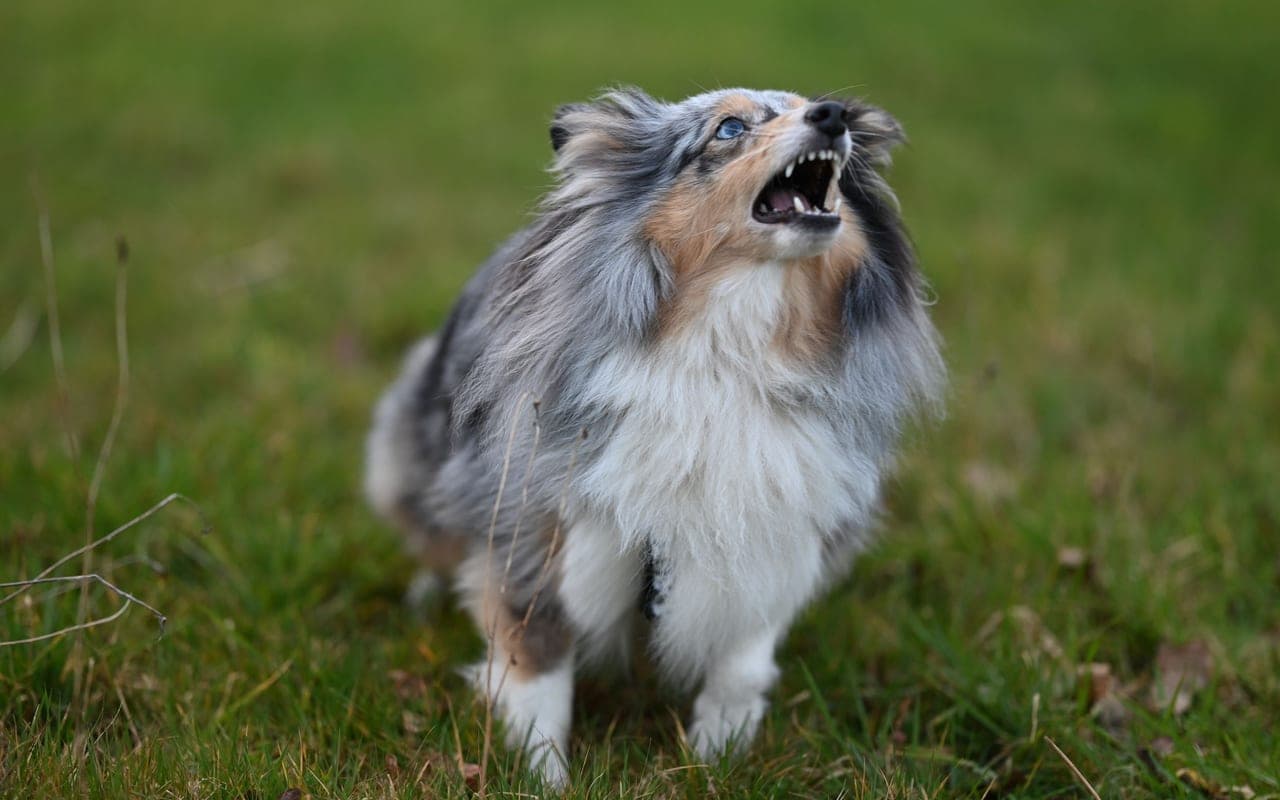 Shetland Sheepdog — photo by JacLou- DL (Pexels)