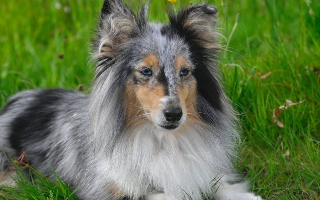 Shetland Sheepdog — gallery 5