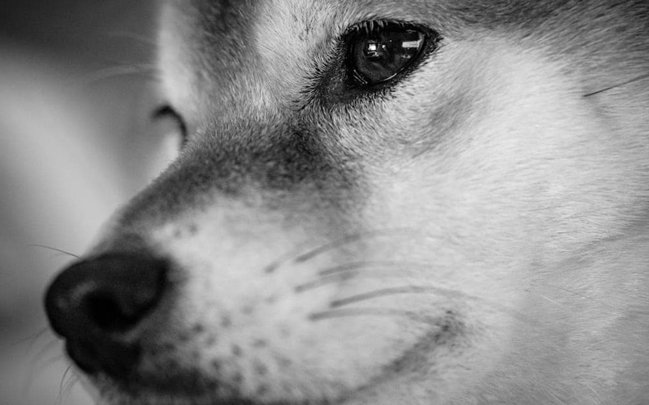 Shiba Inu dog breed