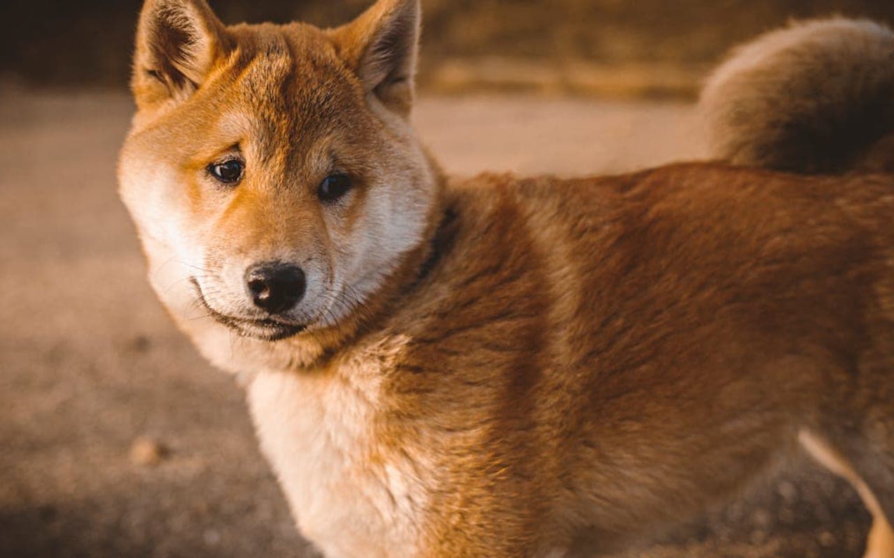 Shiba Inu — gallery 2