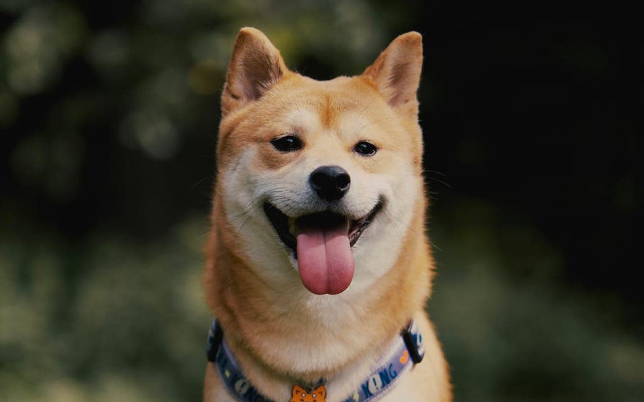 Shiba Inu — gallery 3