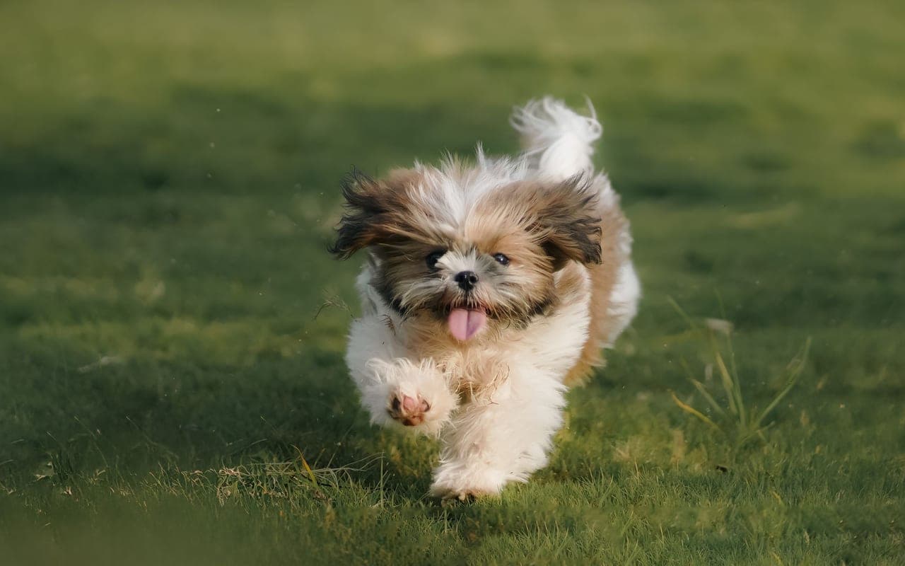Shih Tzu