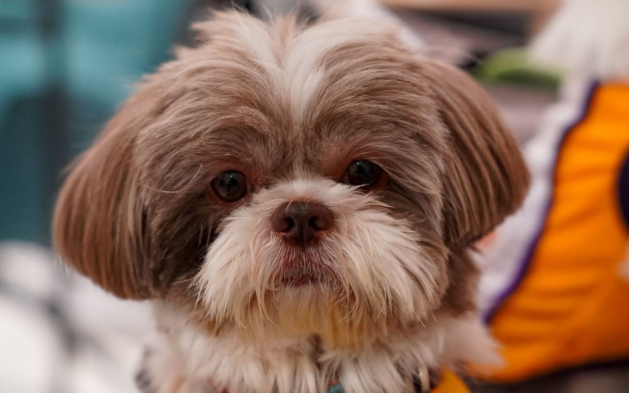 Shih Tzu — photo by Kimy Moto (Pexels)