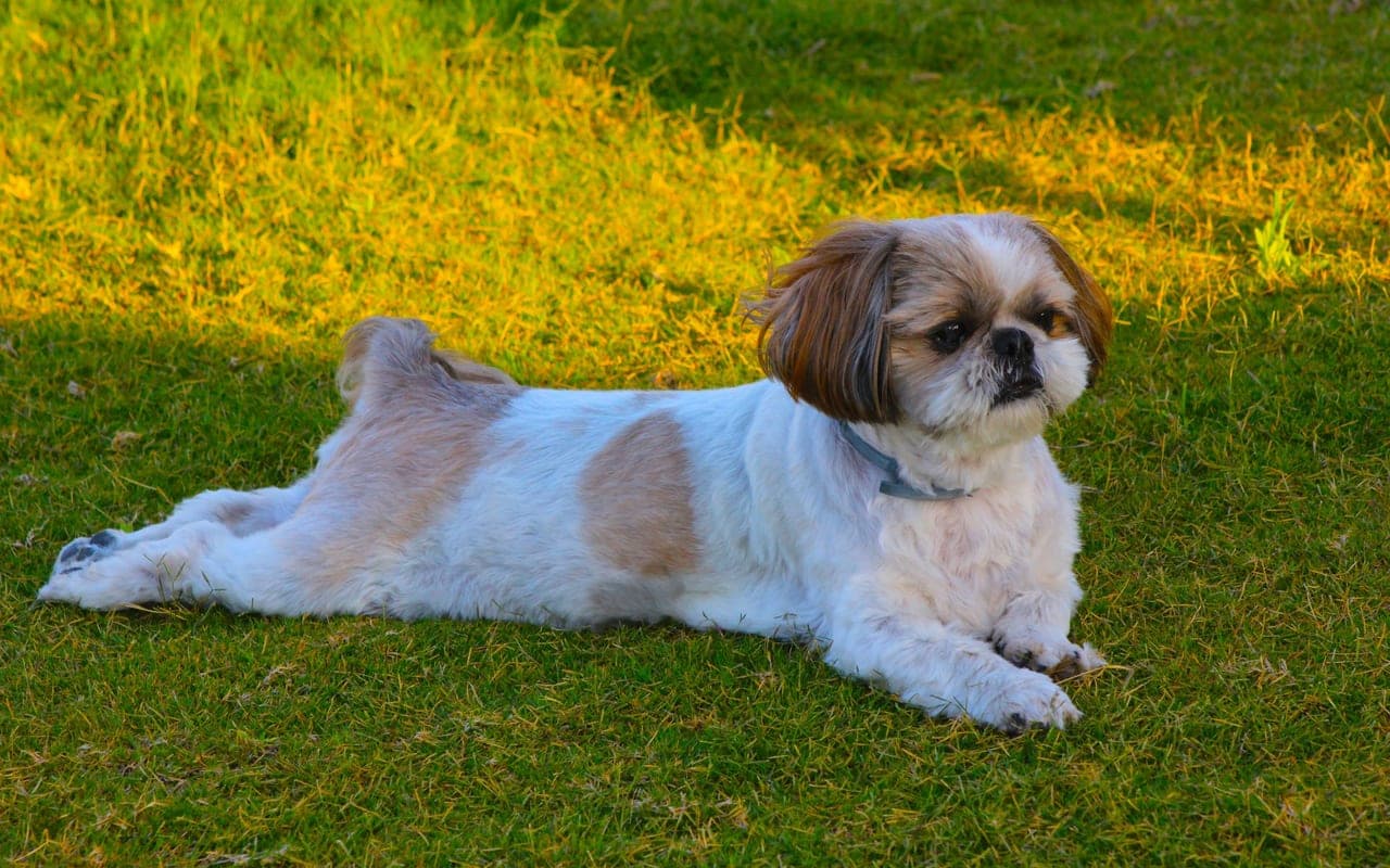 Shih Tzu — photo by Meral YALÇIN (Pexels)