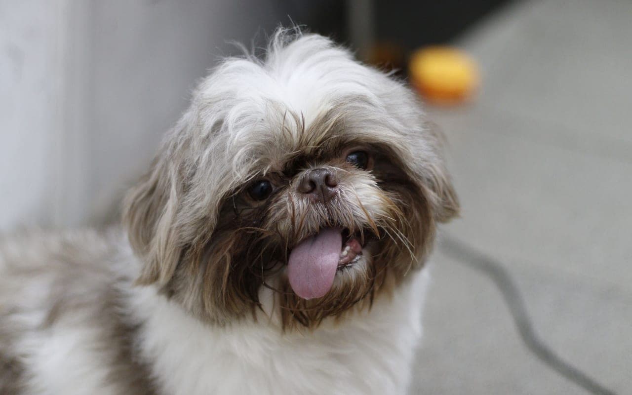Shih Tzu — photo by Danilo Mirage (Pexels)