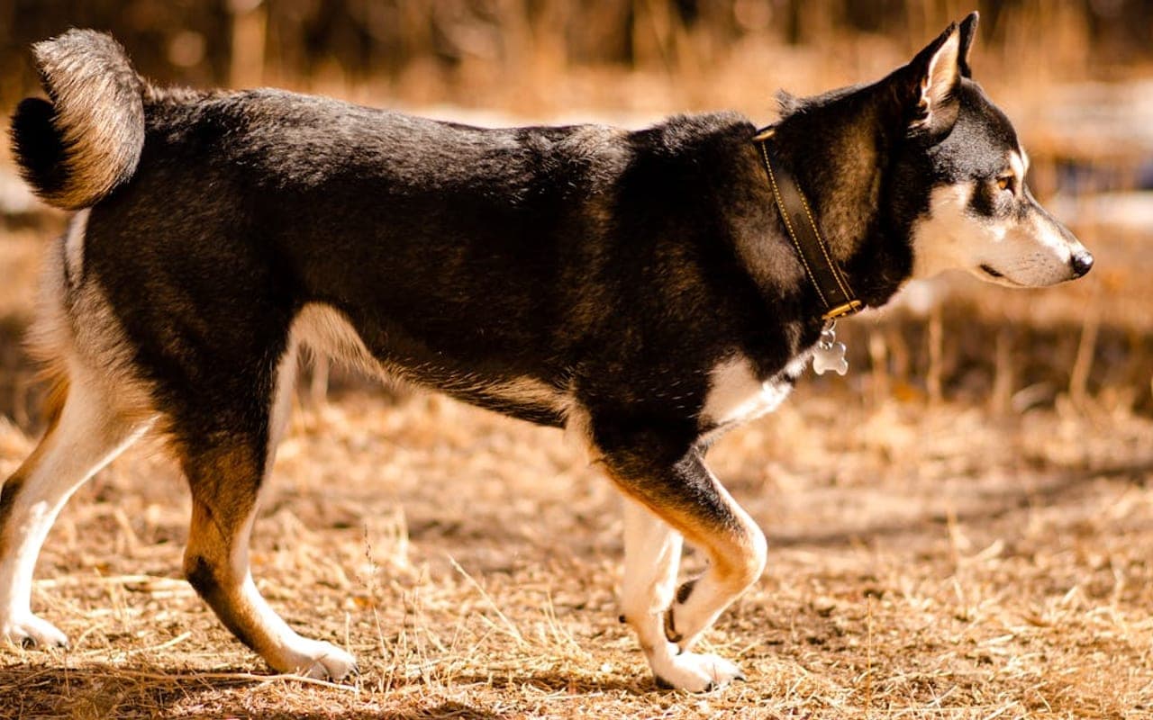 Shikoku dog breed portrait
