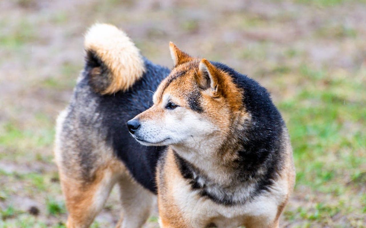Shikoku — gallery 3