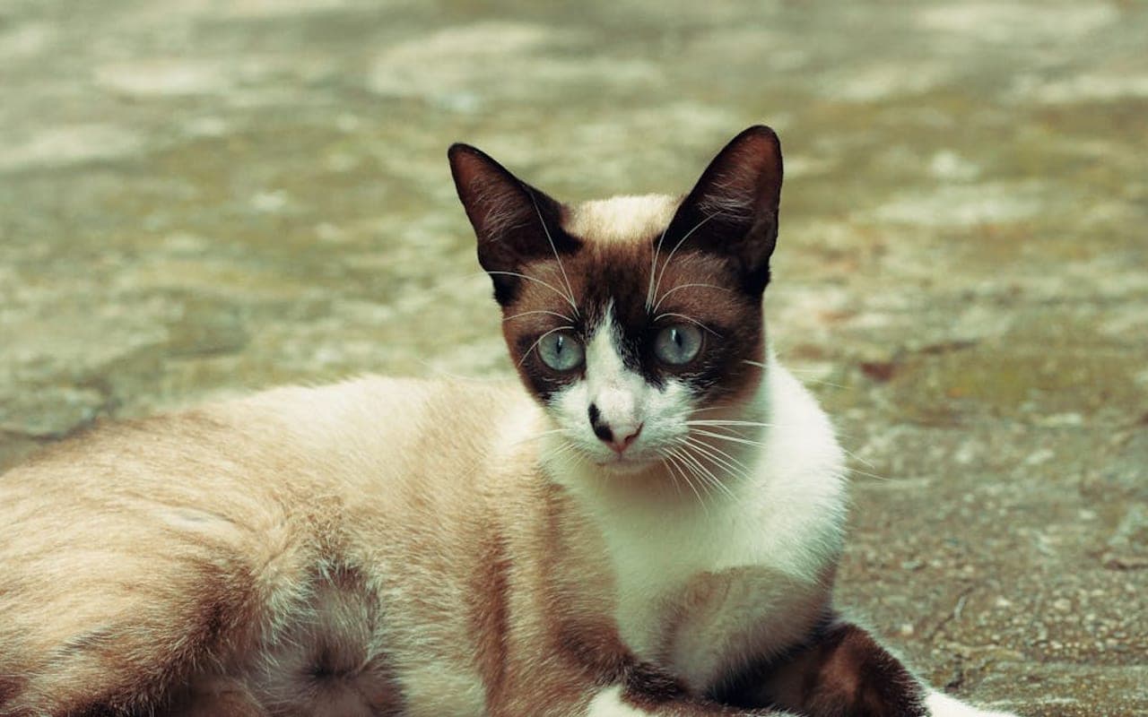 Siamese — gallery 2