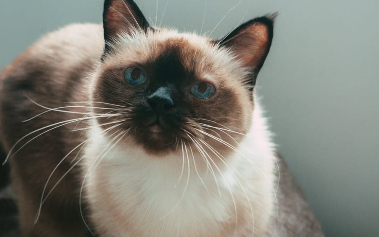 Siamese — gallery 3
