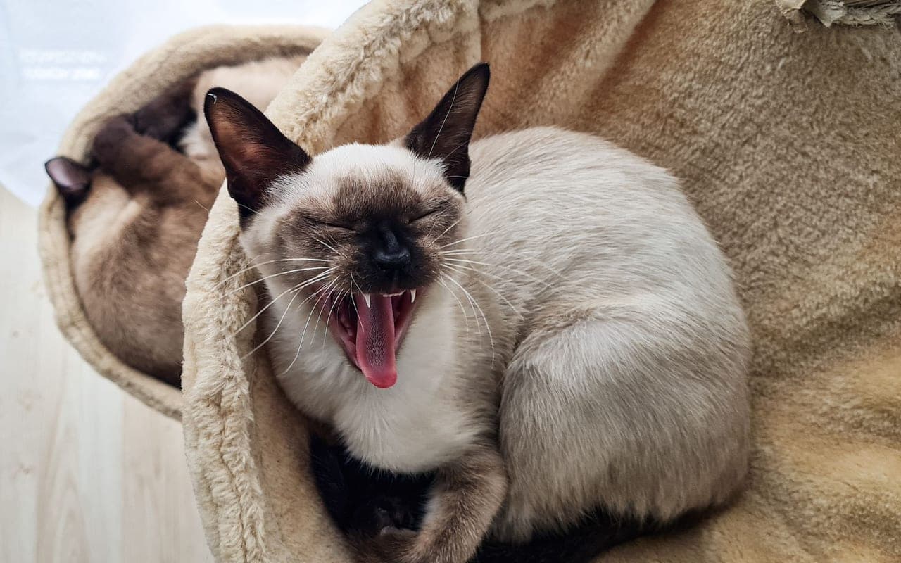 Siamese — photo by Ny Zoltán (Pexels)
