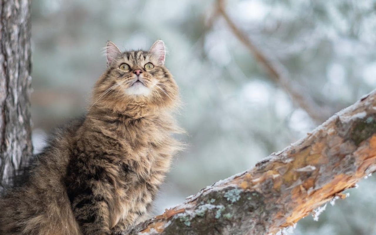 Siberian cat breed portrait