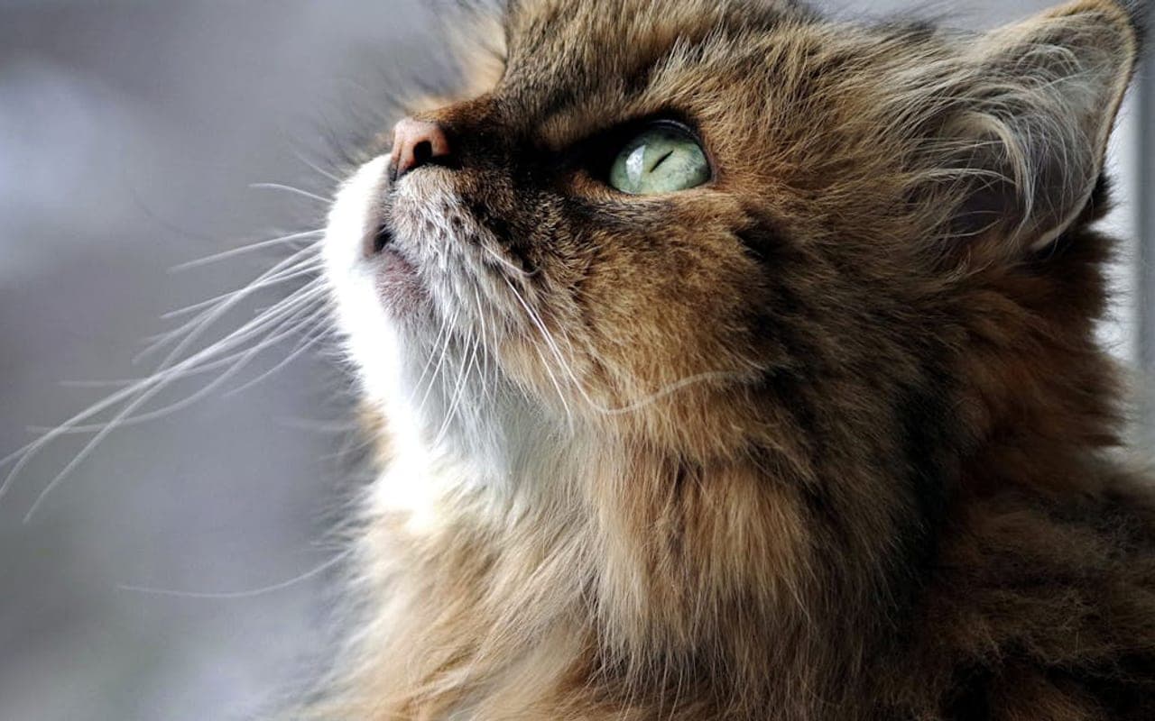 Siberian — gallery 2