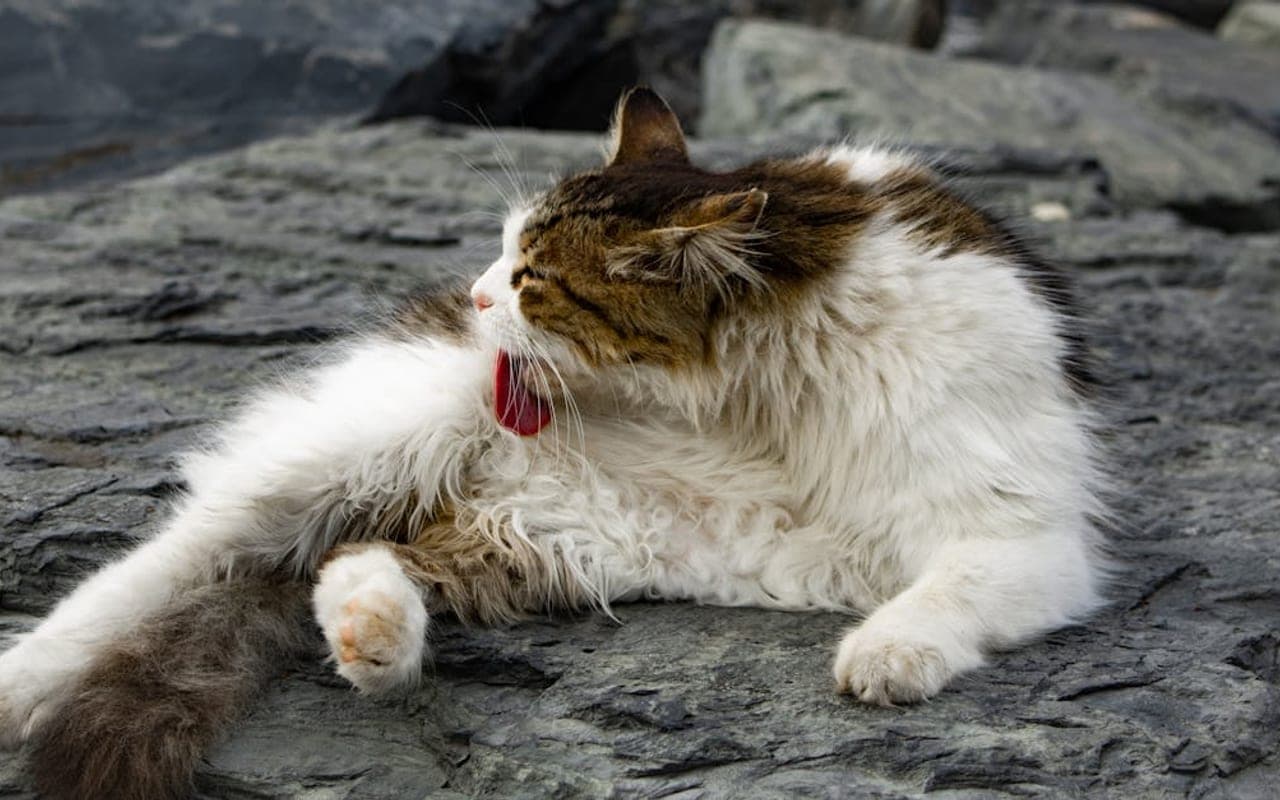 Siberian — gallery 3
