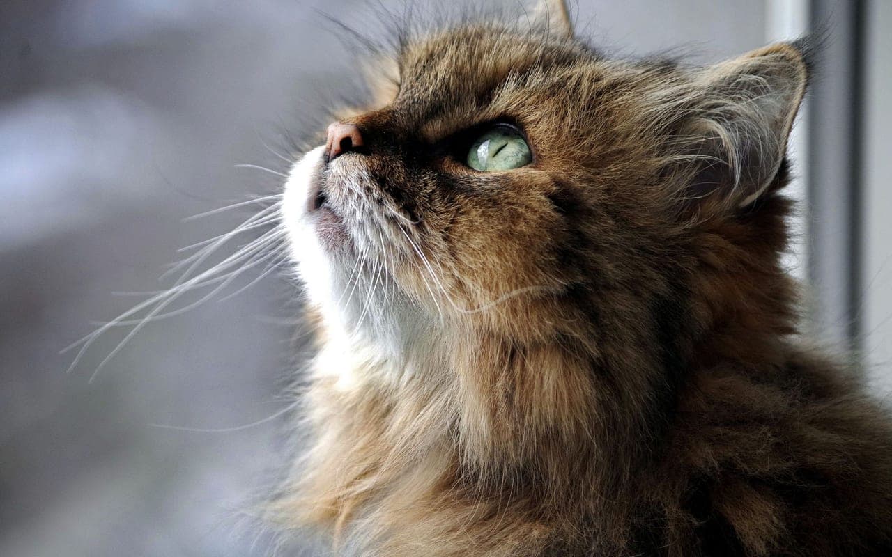 Siberian — photo by valera0053 (Pexels)