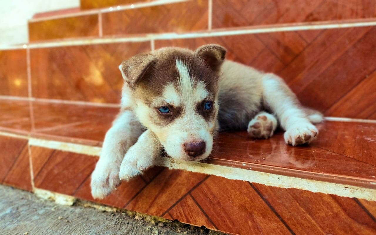 Siberian Husky — photo by Yaz Gámez (Pexels)