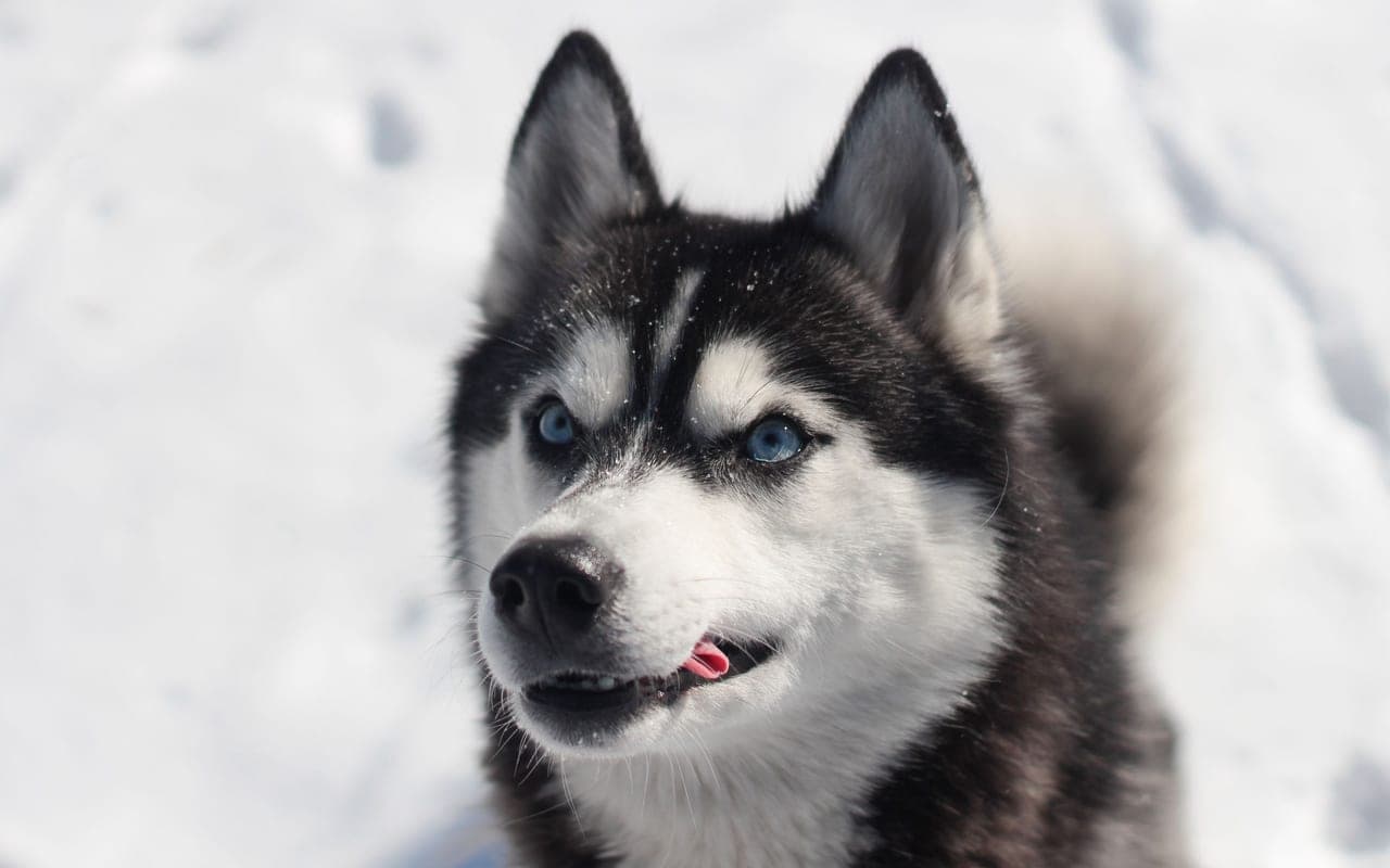 Siberian Husky dog breed