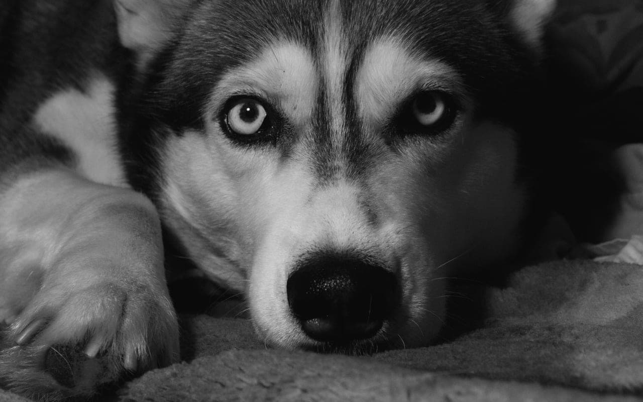Siberian Husky — photo by Airad (Pexels)