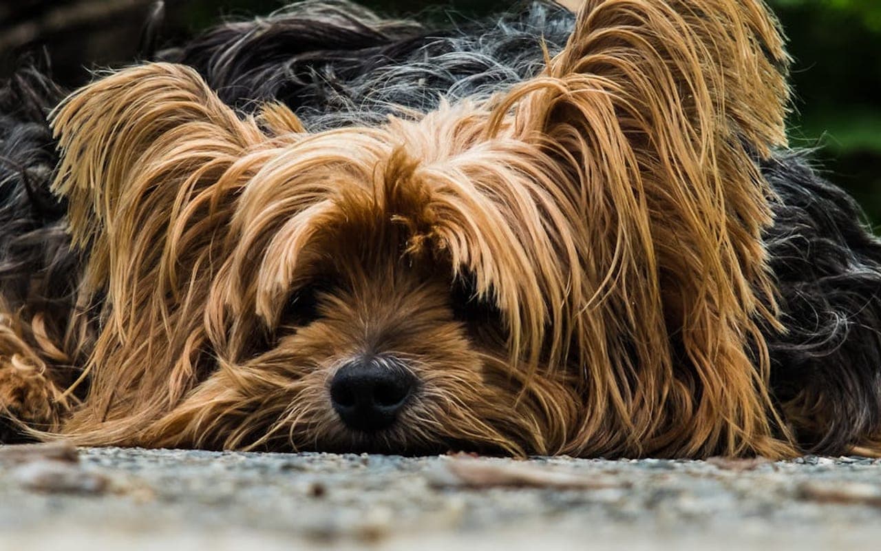 Silky Terrier