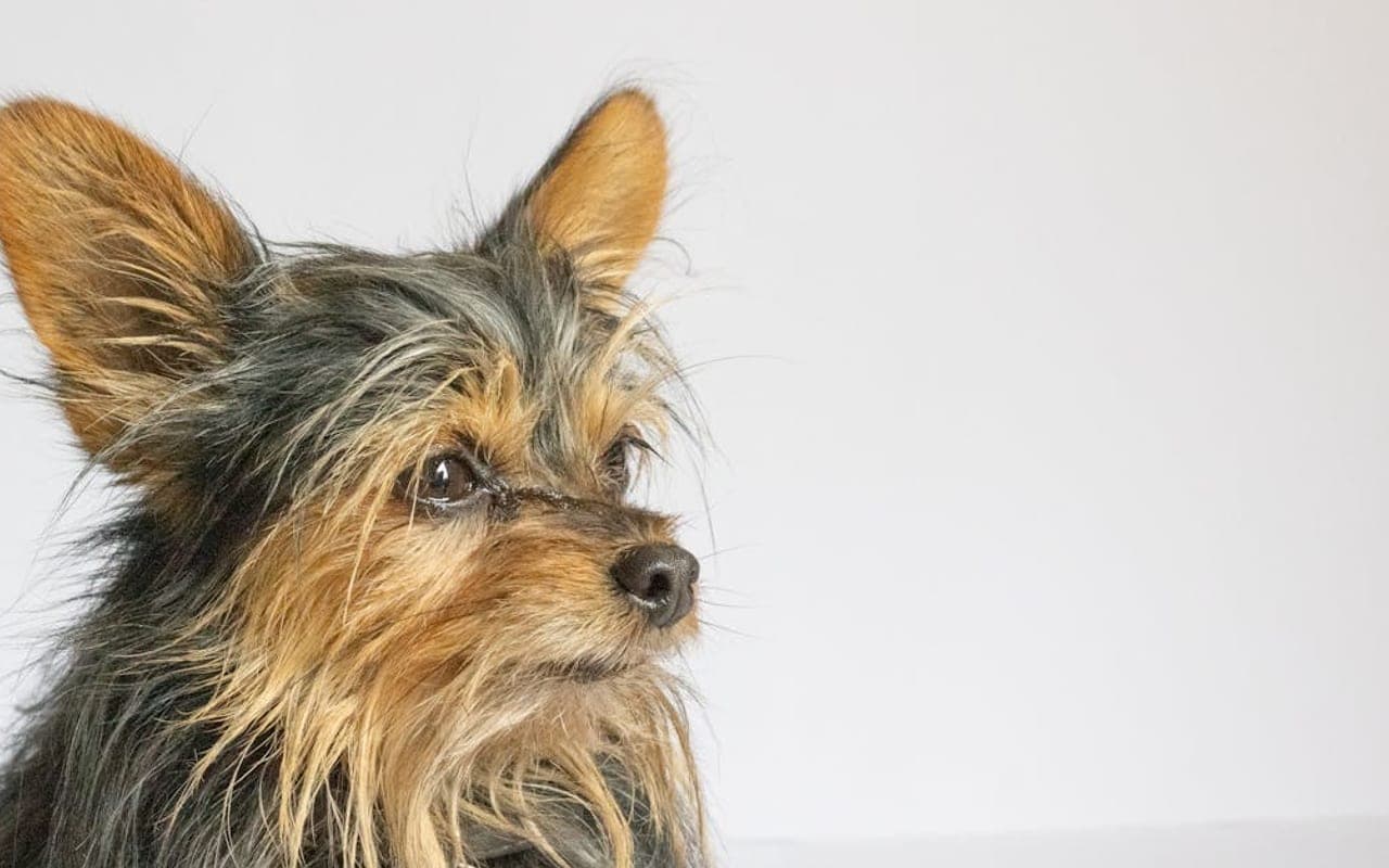 Silky Terrier — gallery 2