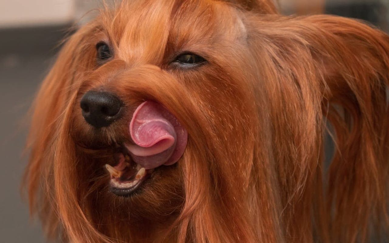 Silky Terrier — gallery 3