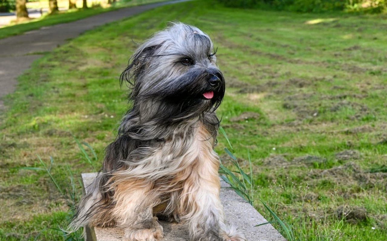 Skye Terrier — gallery 3