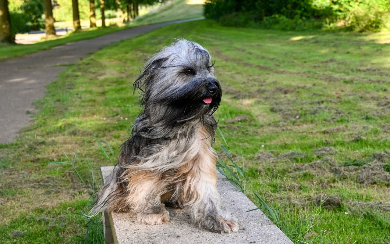 Skye Terrier — photo by Lorna Pauli (Pexels)