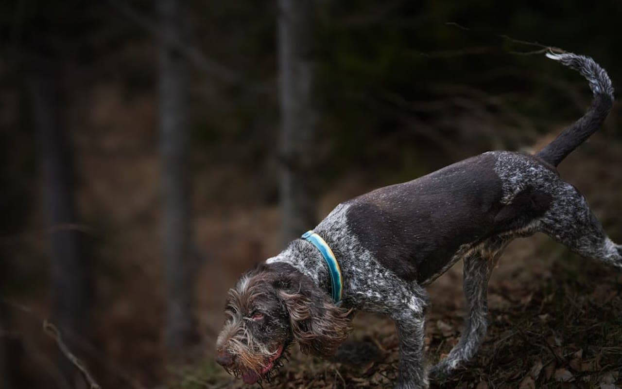 Slovakian Wirehaired Pointer — gallery 2
